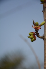 Ochna lanceolata