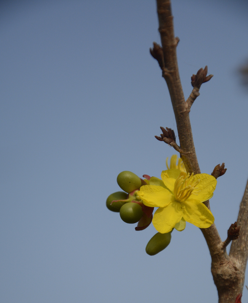 Ochna lanceolata