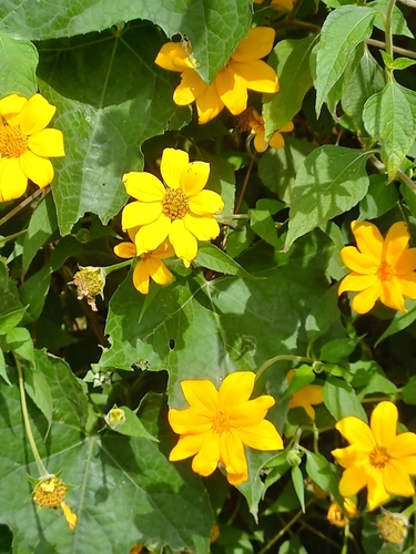 Mexican sunflower