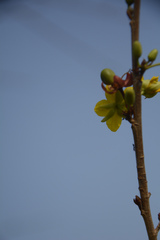 Ochna lanceolata