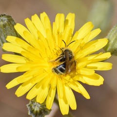 Lasioglossum titusi
