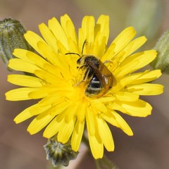 Lasioglossum titusi