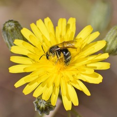 Lasioglossum titusi