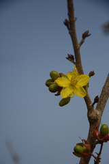 Ochna lanceolata