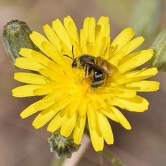 Lasioglossum titusi