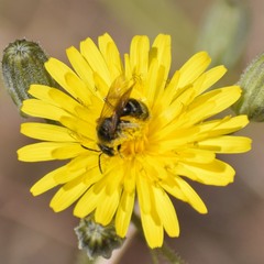 Lasioglossum titusi