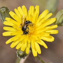 Lasioglossum titusi
