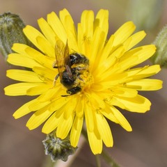 Lasioglossum titusi