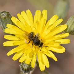 Lasioglossum titusi