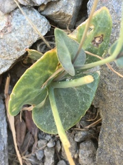 Caulanthus amplexicaulis