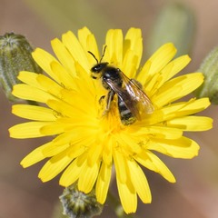 Lasioglossum titusi