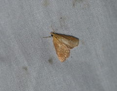 Glaphyria glaphyralis