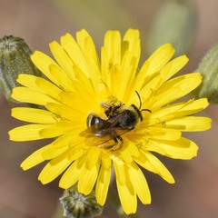 Lasioglossum titusi