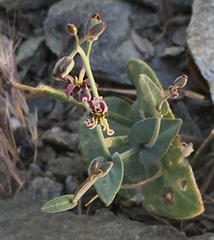 Caulanthus amplexicaulis