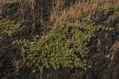 Lepidagathis keralensis