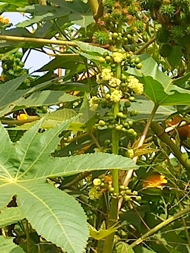 castor bean