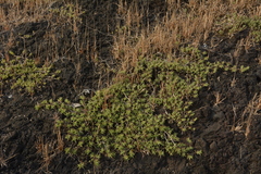 Lepidagathis keralensis