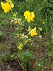 Lotus corniculatus