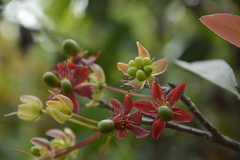 Ochna lanceolata