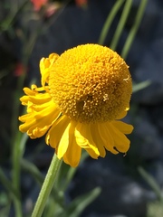 Helenium bigelovii