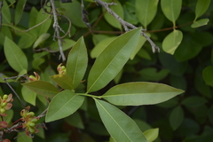Ochna lanceolata