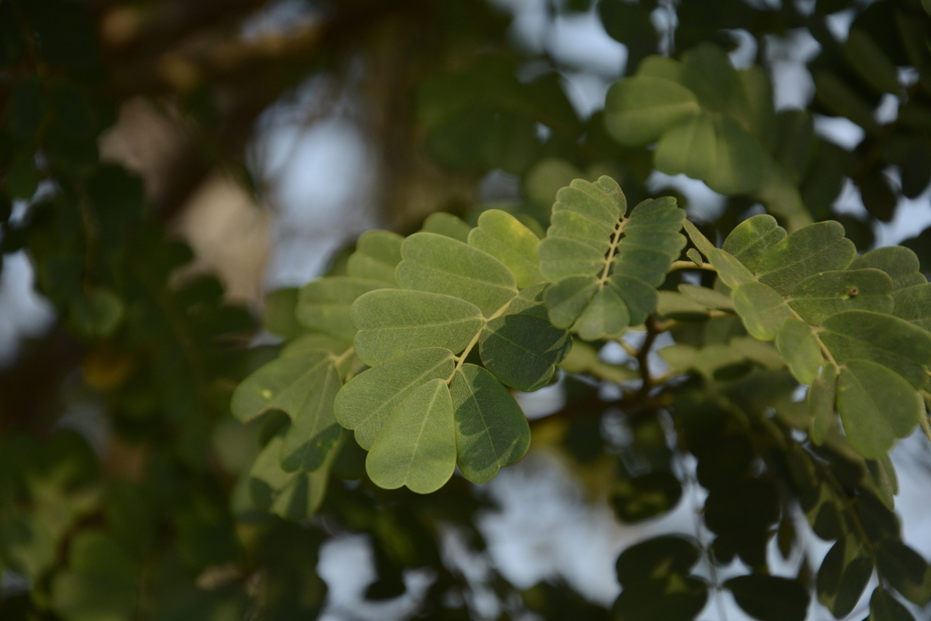 Dalbergia horrida (Dalbergia horrida)