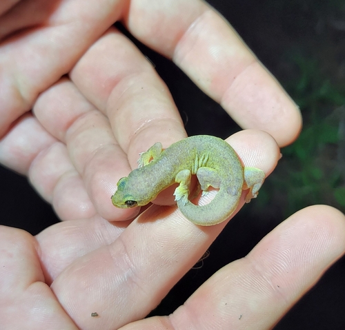 Gehyra mutilata observed 2024-11-29