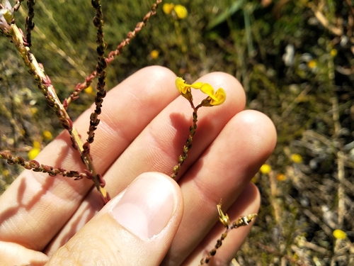 Rooibos (Aspalathus microphylla)