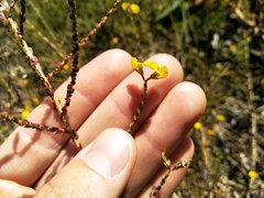 Rooibos (Aspalathus microphylla)