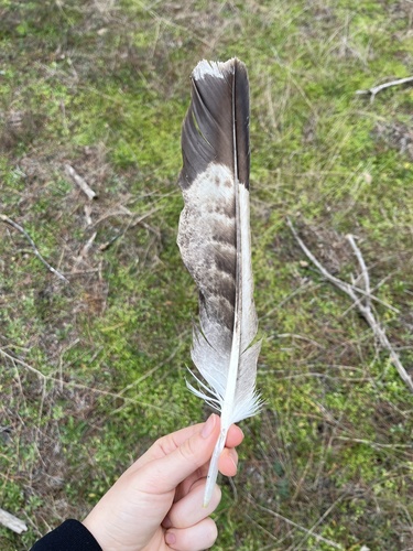 Plume de Aigle ibérique