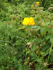 Lotus corniculatus