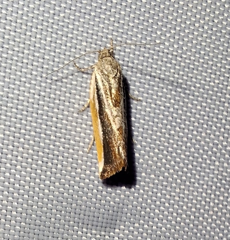 Pyrgotis transfixa