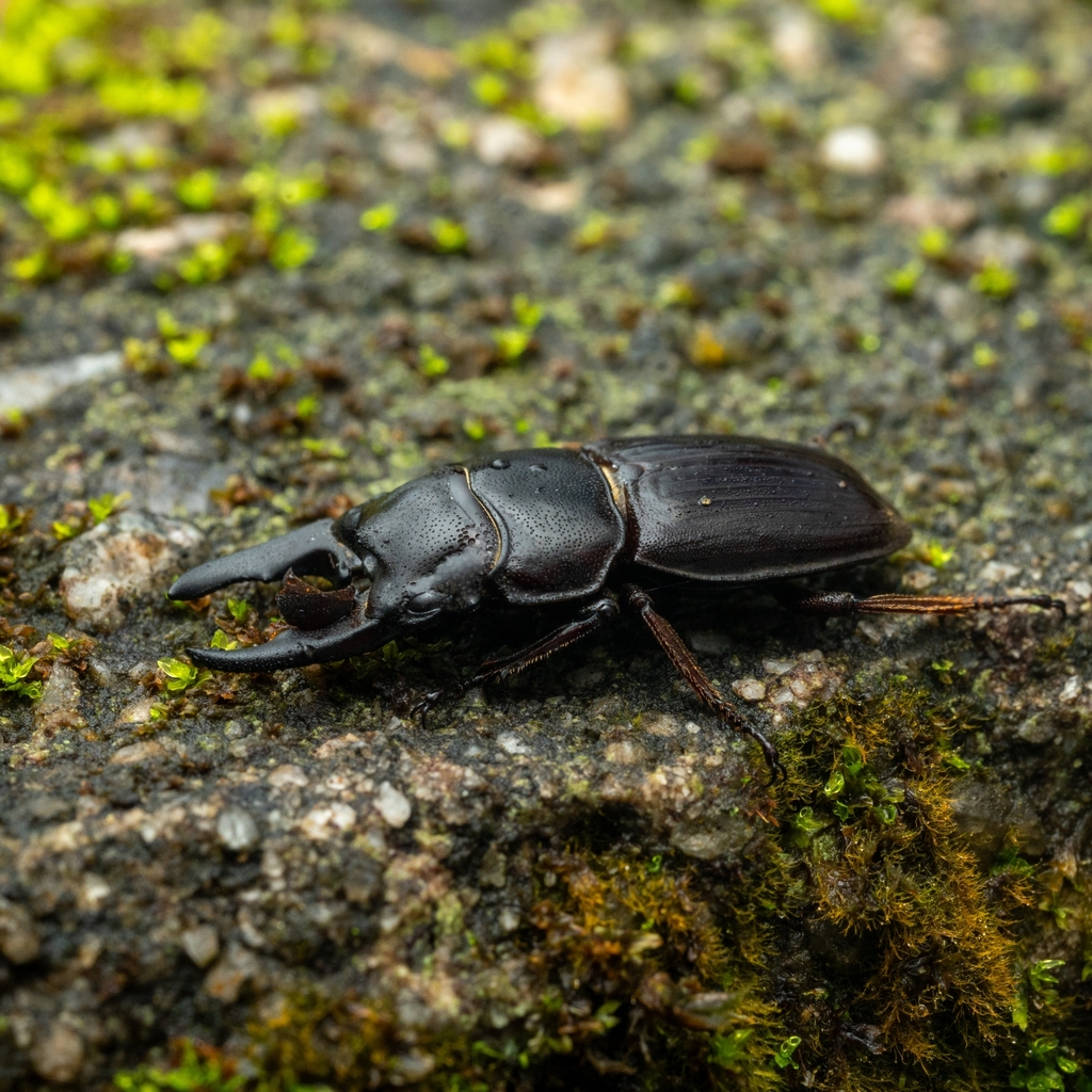 Aegus acuminatus from Singapore on November 25, 2024 at 11:13 PM by ...