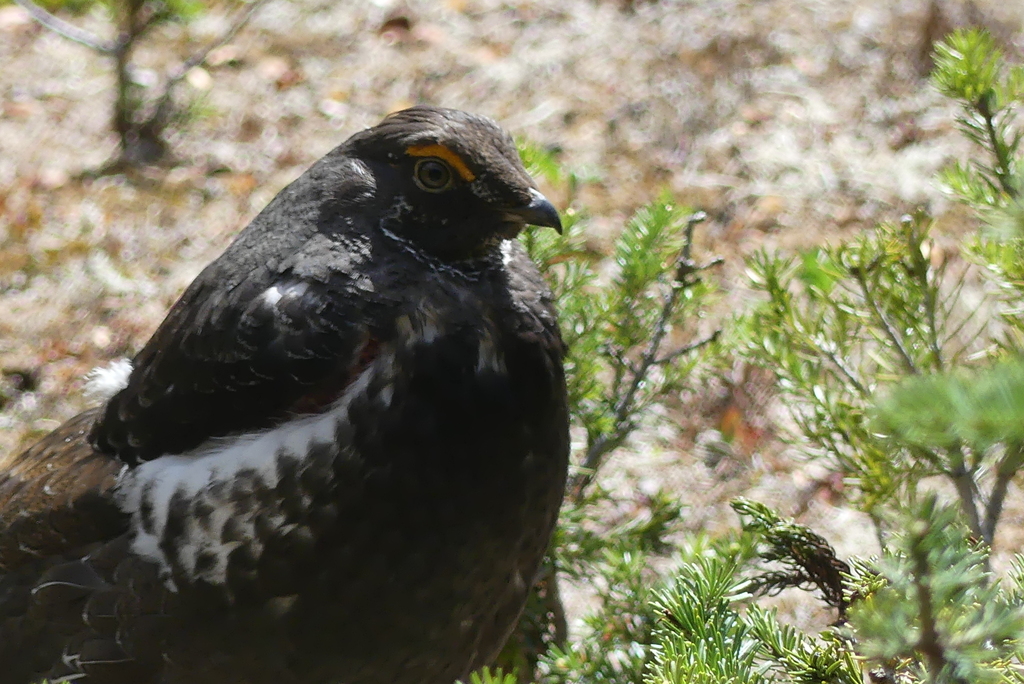 Blue Grouse