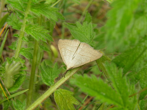 Ilganosis Sprindinis Naktinukas