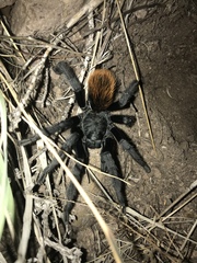 Aphonopelma peloncillo