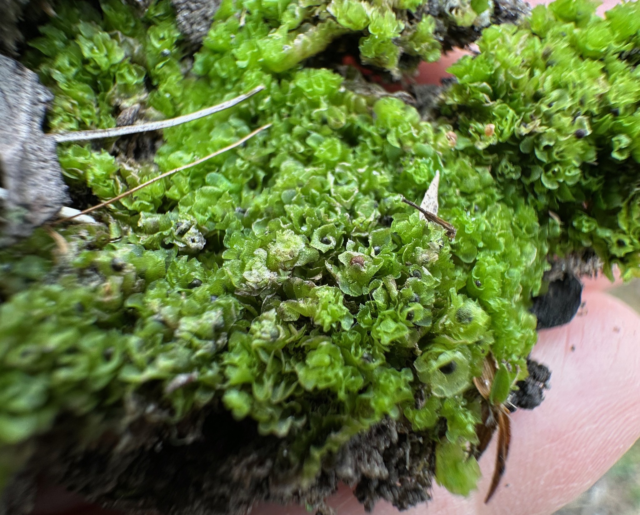 Fossombronia marshii