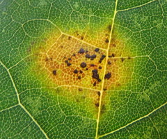 Rhytisma acerinum