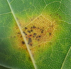 Rhytisma acerinum