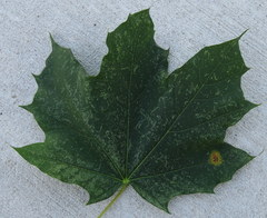 Rhytisma acerinum