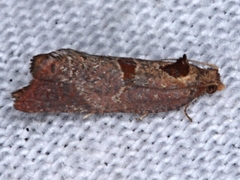 Glyphidoptera insignana