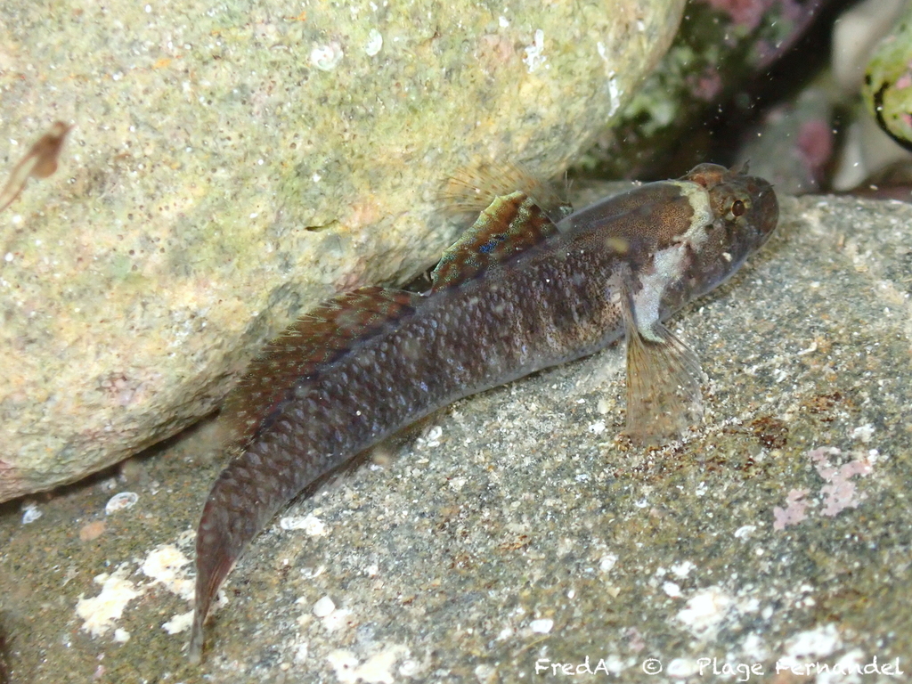 Pallaoro's Goby