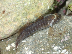 Pallaoro's Goby photo 1