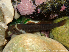 Pallaoro's Goby photo 3