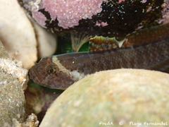 Pallaoro's Goby photo 5