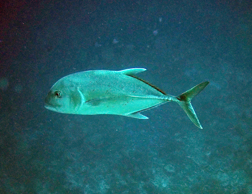 Giant Trevally