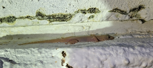 Hemidactylus frenatus observed 2024-11-29
