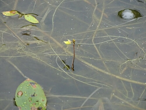 Image of Utricularia minor by (c) Grzegorz Grzejszczak, some rights reserved (CC BY-SA)