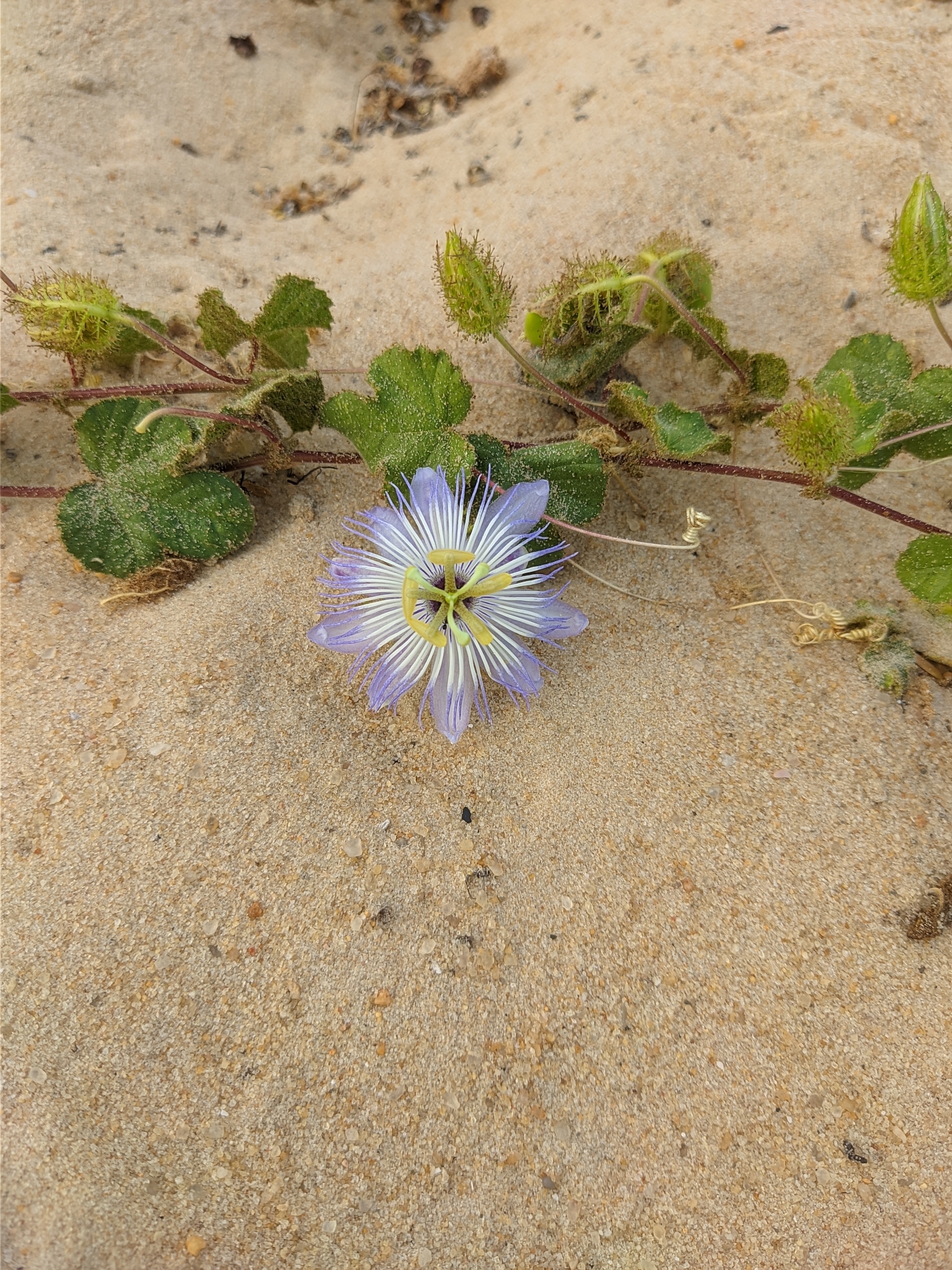Passiflora foetida