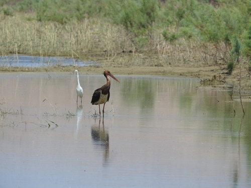 Black Stork